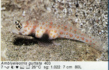 Amblyeleotris guttata